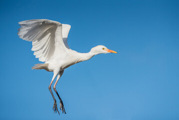 Cattle Egret in Flight