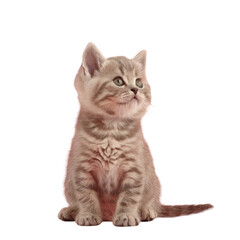 Cat sitting on Transparent Background looking up