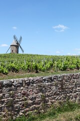 Vineyard with old windmill in Moulin a Vent, Beaujolais. France	