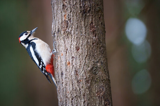 Great spotted woodpecker, Dendrocopos major , adult male