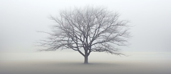 Foggy moody scene with leafless tree in fog - obrazy, fototapety, plakaty