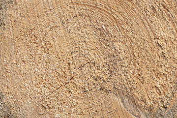 Obraz premium Ścięte drzewo, pień struktura słoi.