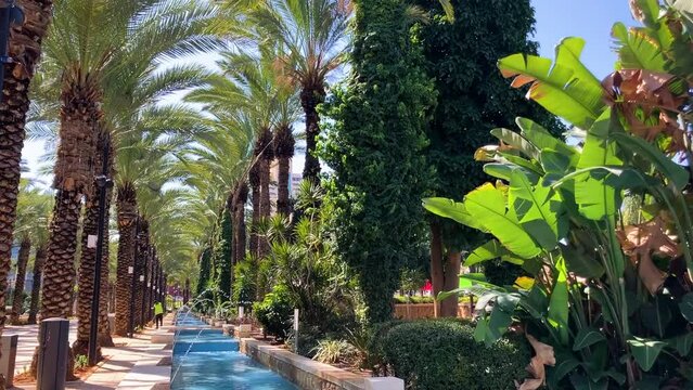 Rishon LeZion. Israel. City Park. Beautiful palm grove and fountains in Maurican style. Cozy shady alley, date palms close-up. Gan iriya