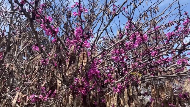 Cercis siliquastrum Judas tree branch. pink flowers