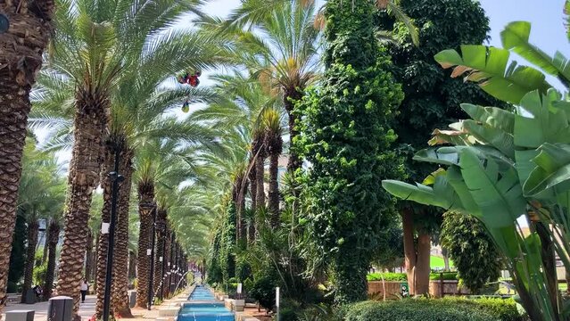 Rishon LeZion. Israel. City Park. Beautiful palm grove and fountains in Maurican style. Gan Iriya Cozy shady alley, date palms close-up.