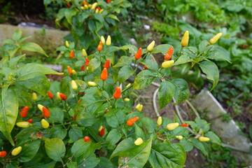 Capsicum annuum var. conoides, also called Chao Tian Jiao.