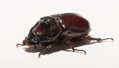 European rhinoceros beetle (Oryctes nasicornis) is a large flying beetle belonging to the subfamily...