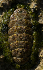 Acanthopleura haddoni, tropical species of chiton. The fauna of the Red Sea. A marine molluscs on a rock.
