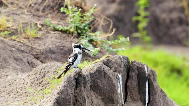Pied Kingfisher - Ceryle rudis species of water black and white kingfisher widely distributed across Africa and Asia. Hunting fish. Sitting on the stone with hunted fish in the beak.