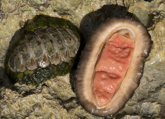 Acanthopleura haddoni, tropical species of chiton. The fauna of the Red Sea. A marine molluscs on a...