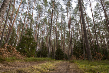 Droga leśna, las w Polsce, świerki, sosny, brzozy  - obrazy, fototapety, plakaty