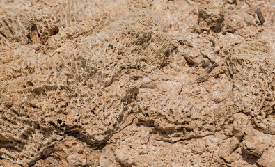Fossil corals of the Red Sea. Ancient creatures, turned into stone. Reef corals.