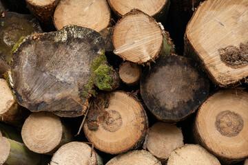 Las, wycinka drewna, ścięte drzewa, skłąd drewna w lesie.
