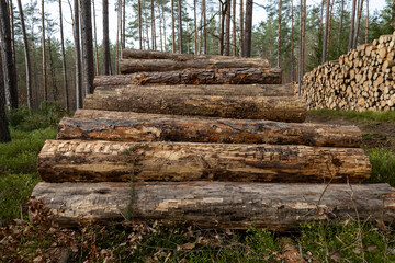 Las, wycinka drewna, ścięte drzewa, skłąd drewna w lesie.
 - obrazy, fototapety, plakaty