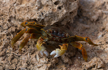 Grapsus albolineatus is a species of decapod crustacean in the family Grapsidae. Crab, on a reef rock. Fauna of the Sinai Peninsula.