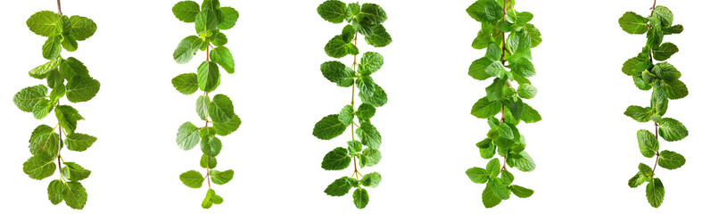 Fresh Mint Sprig Isolated