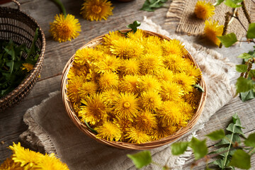 Fresh dandelion flowers harvested in spring in a wicker basket on a wooden table