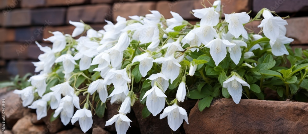Poster numerous white blossoms blooming in a container filled with soil, creating a beautiful display of na