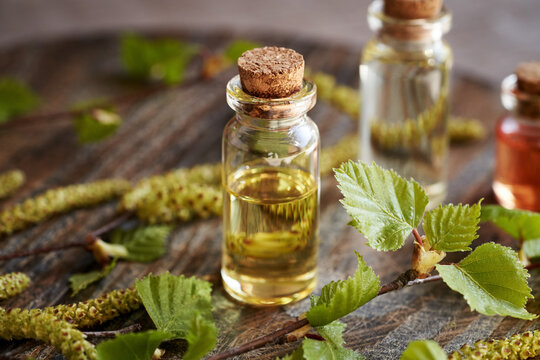 A bottle of essential oil with birch tree branches with catkins and young leaves harvested in spring