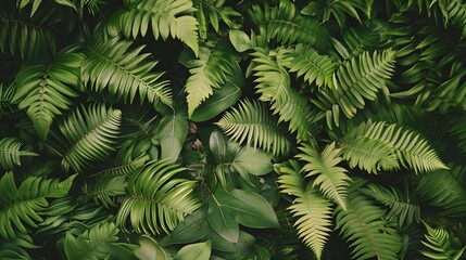 green fern leaves in the forest
