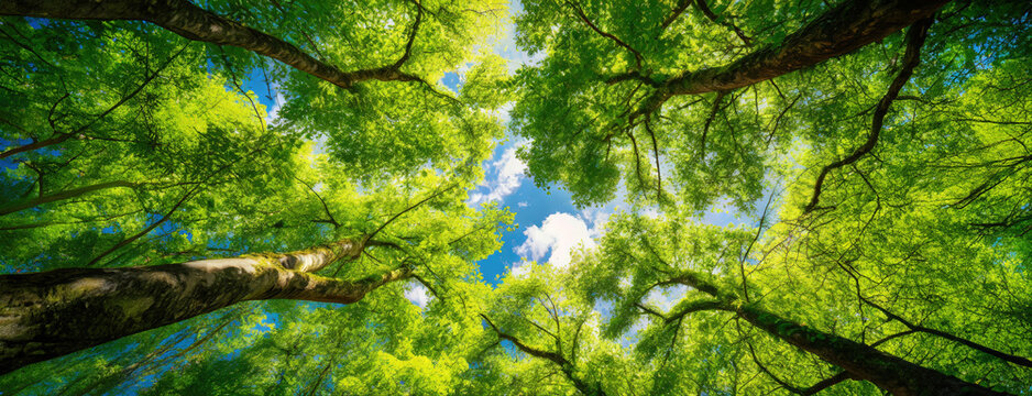 Verdant treetops converging towards a sunny sky. A lush canopy of green leaves filters sunlight, creating a vibrant and natural roof under a clear blue sky. Panorama with copy space.