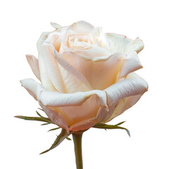 White rose on stem against Transparent Background