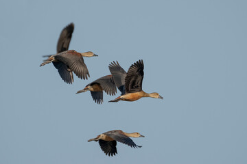 Flocks of lesser whistling duck