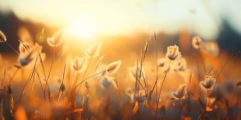 Grass flower meadow at sunset. Beautiful nature background. Soft focus.