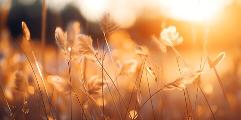 Grass flower meadow at sunset. Beautiful nature background. Soft focus.