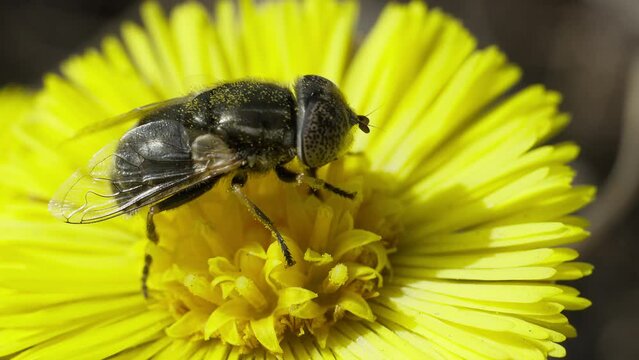 Eristalinus aeneus fly on a coltsfoot flower