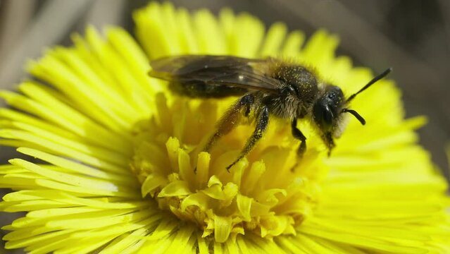 Halictus species bee close-up