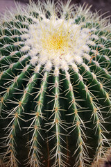 Golden barrel cactus or Echinocactus grusonii close up