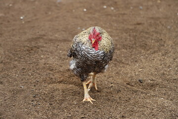 Rooster walking on ground with background with copy space.  Rooster with black, gray and white speckled feathers with golden plumage on the neck. Farm rooster. Domestic animal. Fowl.