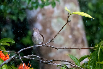 Taiga flycatcher bathing in the rain