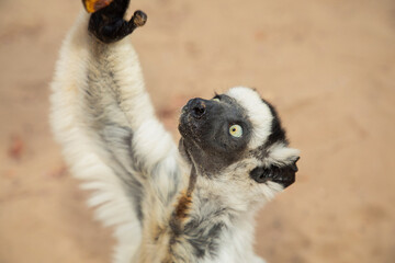 Verreaux's white sifaka with dark head Madagascar island fauna.