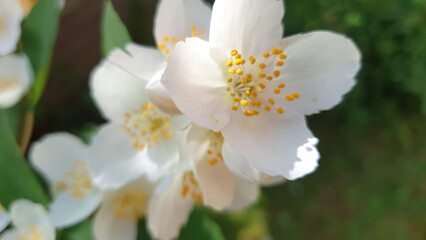 Fototapeta na wymiar white flowers closeup