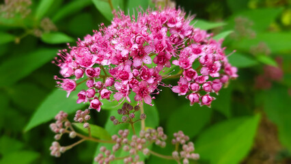 Fototapeta premium pink flower closeup