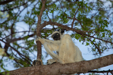 Fototapeta premium Verreaux's white sifaka with dark head Madagascar island fauna.