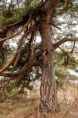 The photo of one old pine tree. Beautiful branches coniferous of tree.