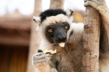 Verreaux's sifaka Madagascar. White sifaka with dark head.