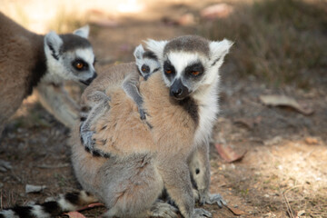 Fototapeta premium ring-tailed gray lemur in natural environment Madagascar