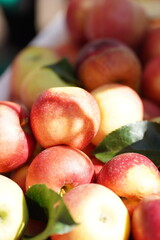 Fresh Red and Yellow Apples with Leaves in Sunlight