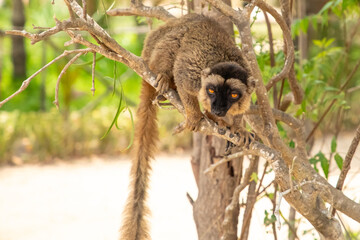 Fototapeta premium Cute brown lemur (Eulemur fulvus) with orange eyes.