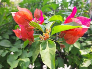 Flor de color roja en la ciudad