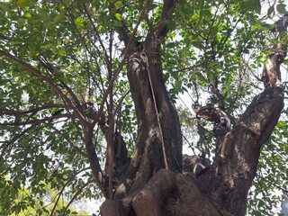Arbol en la ciudad