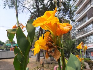 Flor de color naranja 