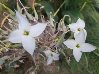 Flores de color blanco
