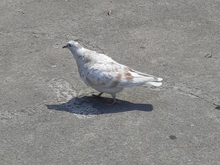 Paloma en la ciudad