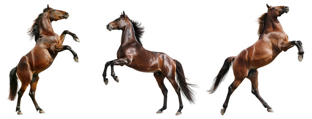 Bay horse rearing up on its hind legs isolated  on transparent background. 
 - obrazy, fototapety, plakaty