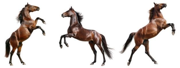 Bay horse rearing up on its hind legs isolated  on transparent background. 
